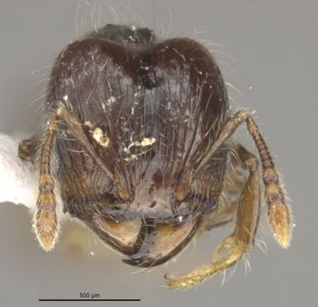 Media type: image;   Entomology 34314 Aspect: head frontal